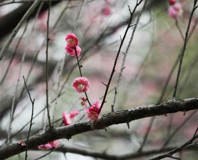 Red Plum Praise 42