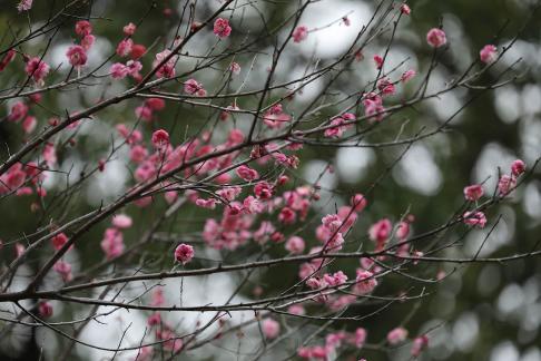 Red Plum Praise 43