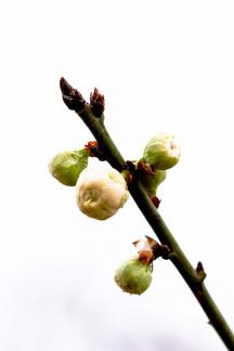 bloom 5