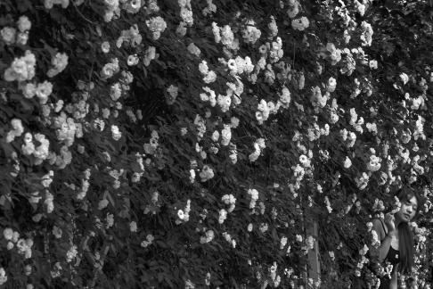 numerous flowers 3