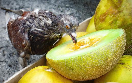 The sweet fruit