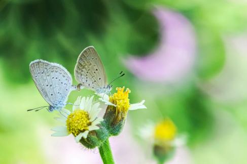 Butterflies and flowers