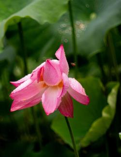 Lotus in the rain