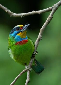 Taiwan Barbet