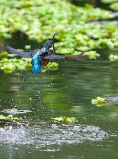The back of a kingfisher