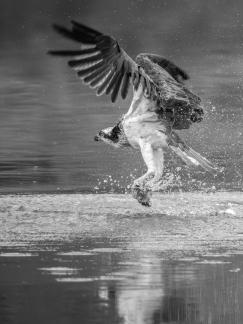 A tough catch