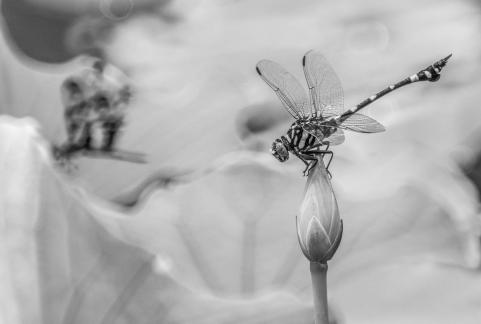 Dragonflies and Lotus