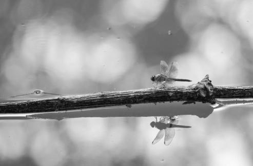Dragonflies and Lotus