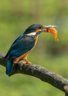 A sparkling mouth