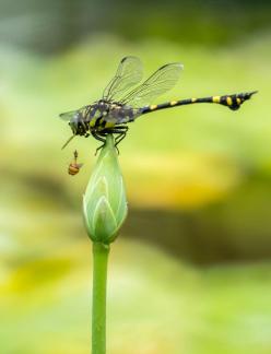 Dropping the bee