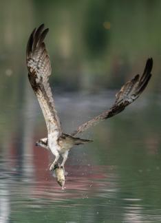 Osprey catching fish