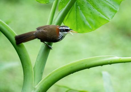 Taiwan Scimitar Babbler