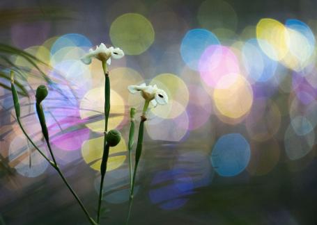 Flowers with colourful background