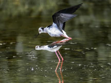 Water bird 3