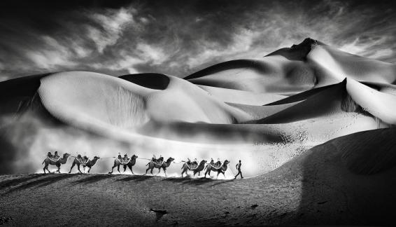 Camels walking