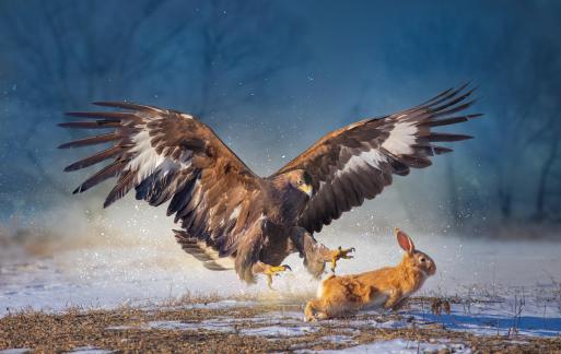 Eagle catches rabbit
