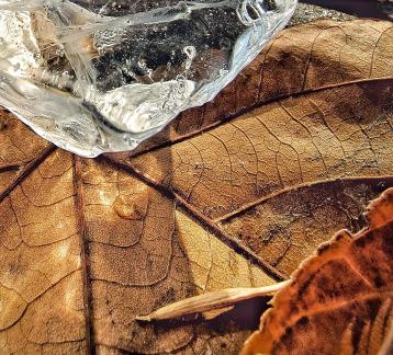 Ice and Leaves He qu