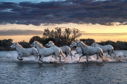 Camargue horses at sunset 12