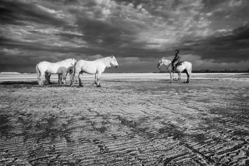 Horses in the salt fields 1