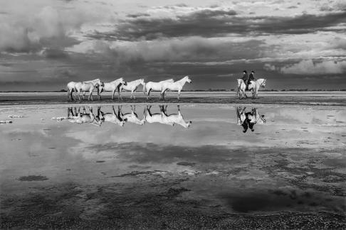 Reflection of Camargue horses 17