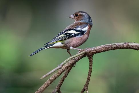 Sparrow 4
