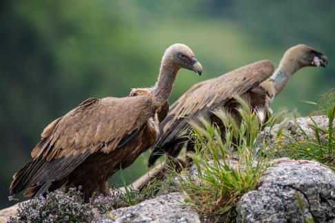 Vultures meal 8