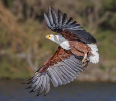 African Fish Eagle with catch 84