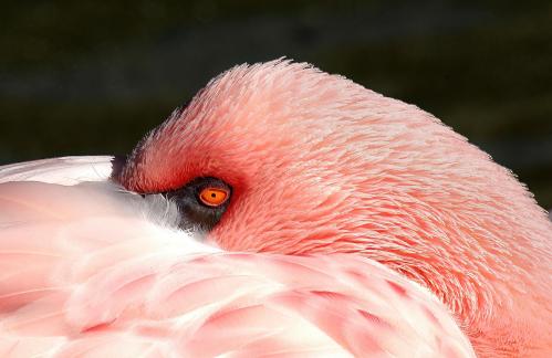 Eye Of Flamingo