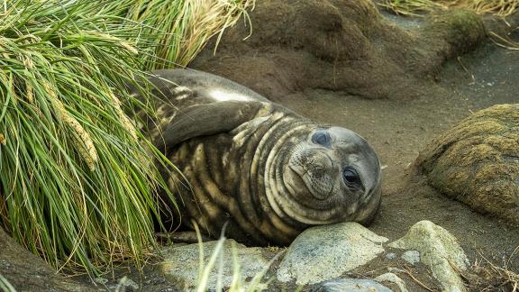 Fur Seal Youngster at Rest