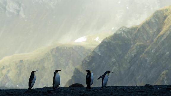 King Penguins 4 in a Row