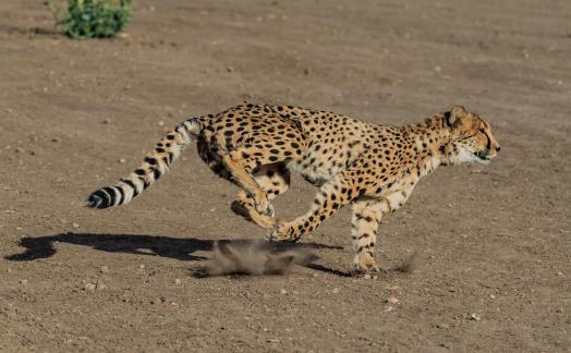 Cheetah In Pursuit 114
