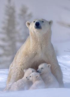 Family of Polar Bears 5
