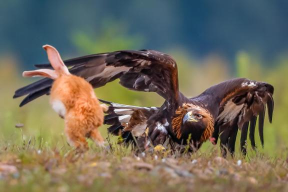 Battle of rabbits and eagles