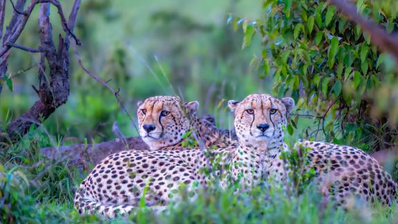 A pair of watchful cheetahs