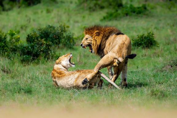 African lion mating season