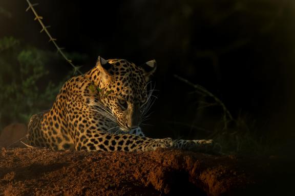 Quiet morning (Leopard of Sri Lanka