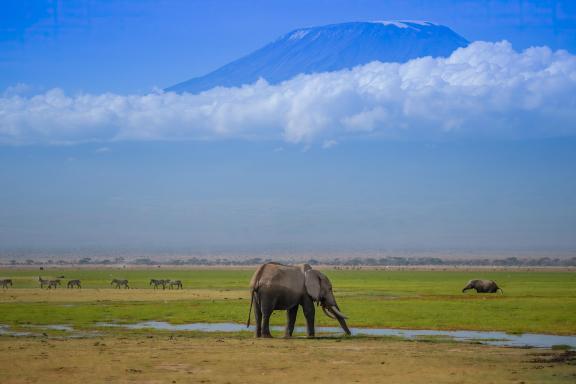 Elephants in Kilimanjaro