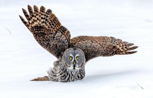 Landed Great Grey Owl
