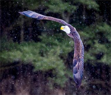 Bald Eagle in Snow 97