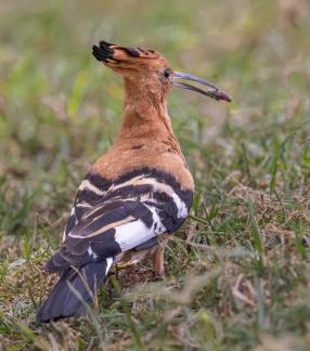 Hoopoe with insect 93