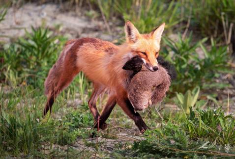 The Mighty Fox