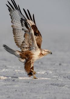 Buzzard Eagle 7