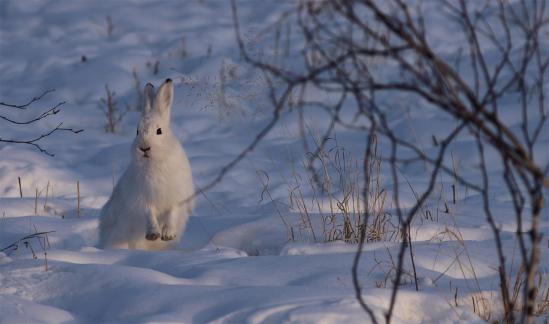 Alert Snow Rabbit