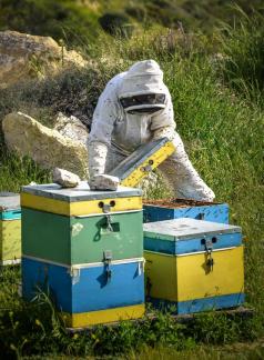 Honey collector