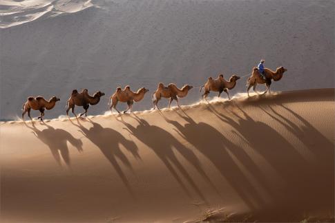 Camels in Desert 1