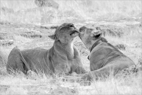 Lionesses Cuddling