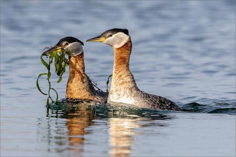 Red necked Grebes 1