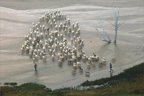 Goats crossing River 1