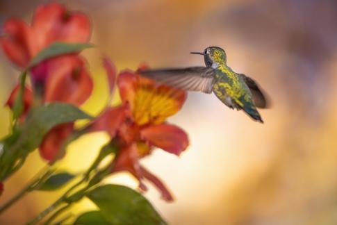 hummingbird29