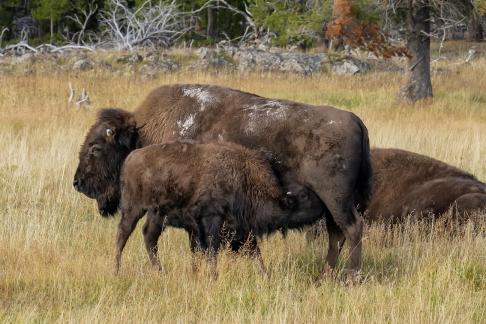 Bison Feeding The Young
